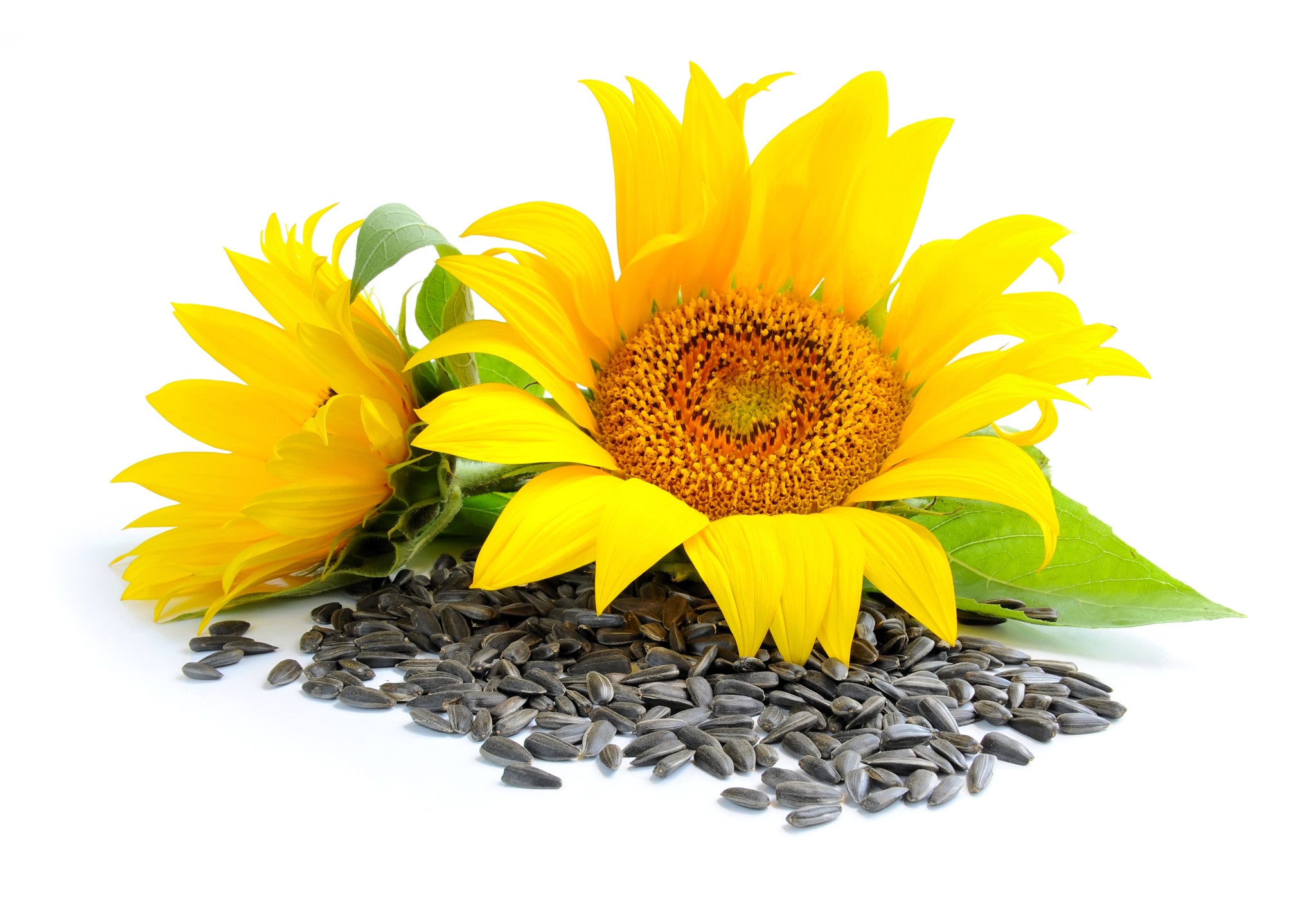 Seed Face and Body Care feature sunflower seed oil