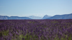 Seed Face and Body Care uses pure lavender essential oil in naturally plant based skincare.