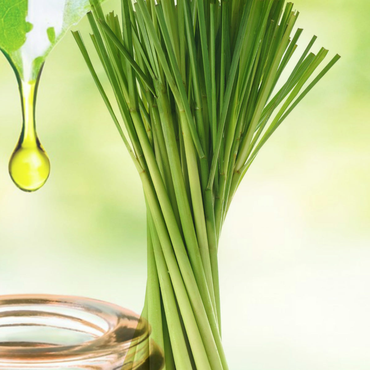 Seed Face Body Lip Care offers pure lemongrass essential oils